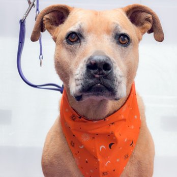 Vanity Fur Menifee - Pet Groomers Near Me Vanity Fur Menifee - Pet Groomers Near Me