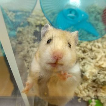 Petco - Hi! - Pet Stores Near Me - Brooklyn, New York Petco - Hi! - Pet Stores Near Me - Brooklyn, New York