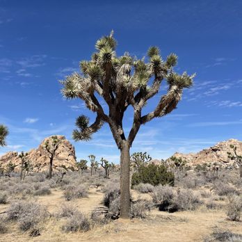 Joshua Tree National Park - The famous Joshua trees that only grow in this area - Parks Near Me - Joshua Tree, California Joshua Tree National Park - The famous Joshua trees that only grow in this area - Parks Near Me - Joshua Tree, California