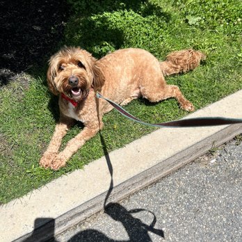 The Common Dog - Pepper practicing down outside. - Pet Groomers Near Me - Everett, Massachusetts