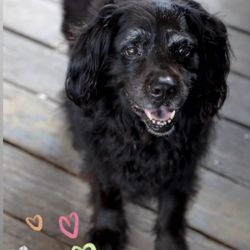 Affordable Petcare Hospital