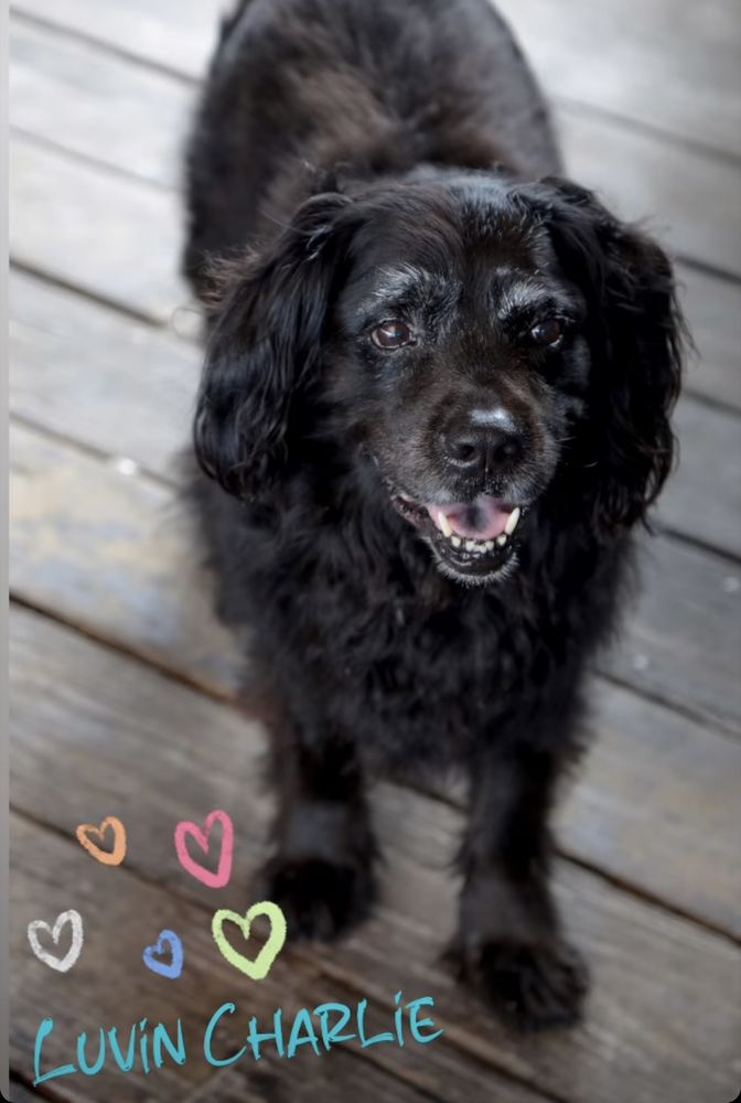 AFFORDABLE PETCARE HOSPITAL Updated August 2024 16 Reviews 3875