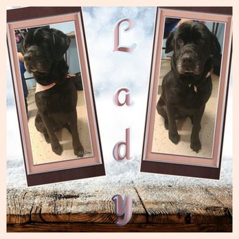 Sit Stay Groom - Pet Groomers Near Me - Paw Paw, Michigan Sit Stay Groom - Pet Groomers Near Me - Paw Paw, Michigan