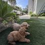 Luke’s Dog Sitting
