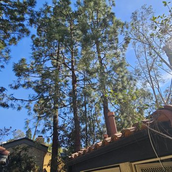 California Tree Design - Tree Services Near Me