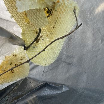 BuzzForExpert - Bees nest - Pest Control Near Me BuzzForExpert - Bees nest - Pest Control Near Me