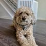 Photo of High Paw