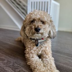 High Paw