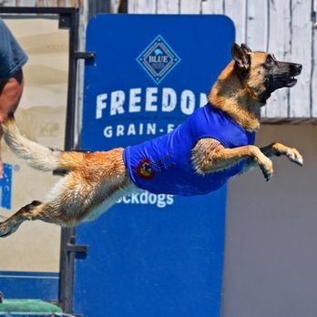 Triumphant Canine Dog Training - Pet Training Near Me - Centennial, Colorado