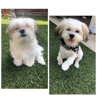 bonnie's pampered pets