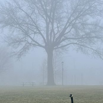 Madison Park - Goose in the mist - Parks Near Me - Lakewood, Ohio Madison Park - Goose in the mist - Parks Near Me - Lakewood, Ohio