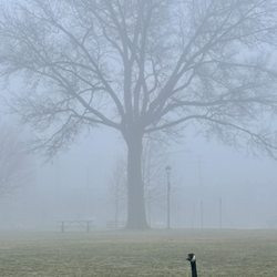 Madison Park - Goose in the mist