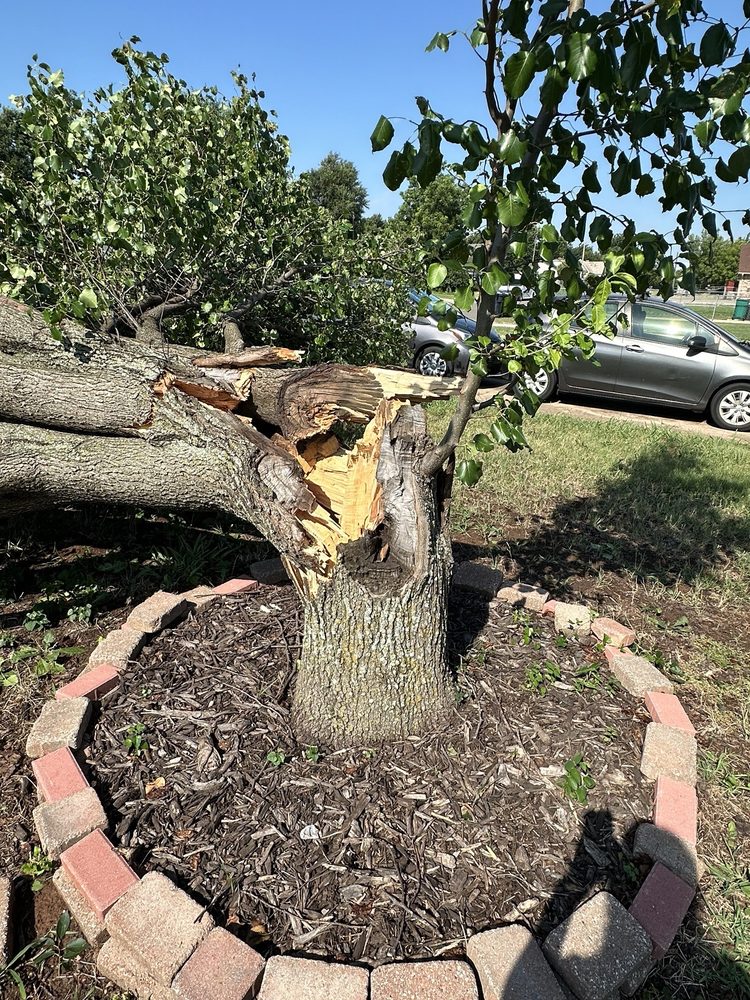 Prairie Wind Tree Service - tree service in Norman, OK