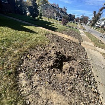 Dooema - Side view of stumps prior to removal - General Contractors Near Me - Arlington, Virginia