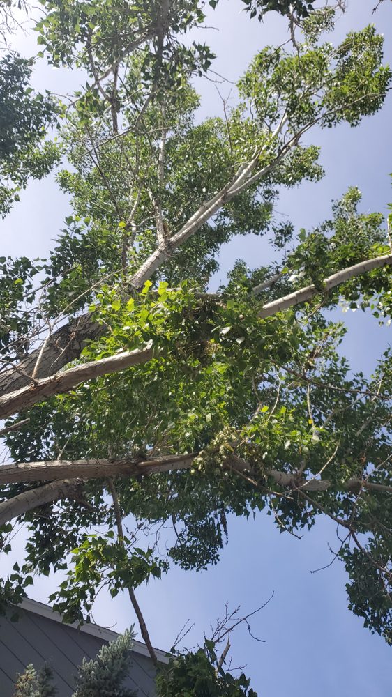Beaver Tree Services - tree service in Aurora, CO