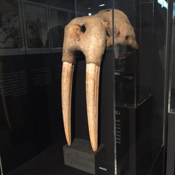Manchester Museum - Walrus - Museums Near Me - Manchester, XGM Manchester Museum - Walrus - Museums Near Me - Manchester, XGM