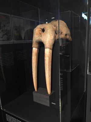 Manchester Museum by null