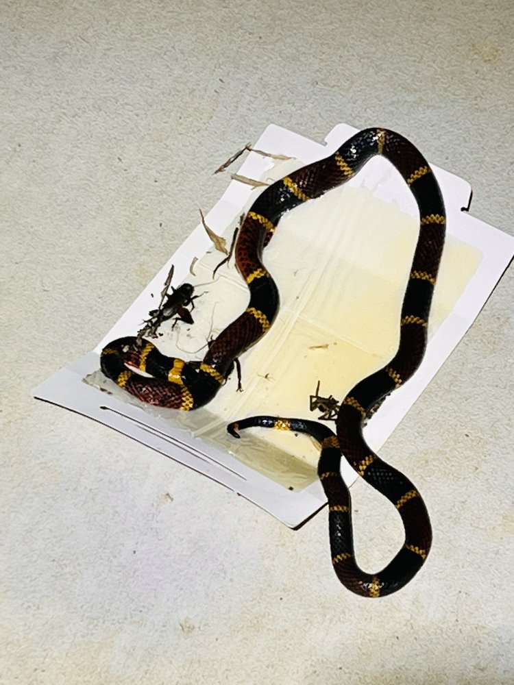 WHITE KNIGHT PEST CONTROL Updated September 2024 37 Photos & 234