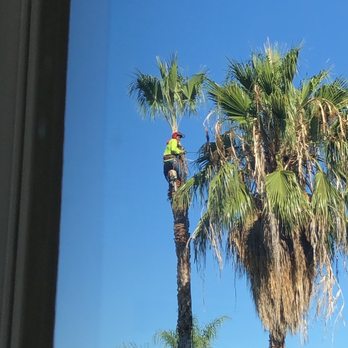 Premier Tree Experts - During - Tree Services Near Me - Orange, California Premier Tree Experts - During - Tree Services Near Me - Orange, California
