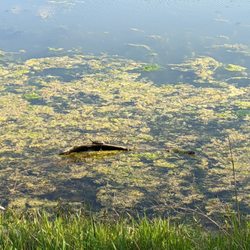Wolf Lake State Fish Hatchery