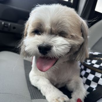 Sugars Grooming - Kai - Pet Groomers Near Me - Fort Mohave, Arizona