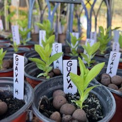 Salmon Falls Trading Post - Guava starter plants