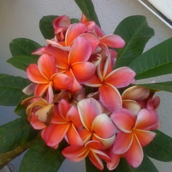 Jungle Jack's Palms, Plumerias & More - Gina for my mam-in-law - Nurseries & Gardening Near Me - Vista, California Jungle Jack's Palms, Plumerias & More - Gina for my mam-in-law - Nurseries & Gardening Near Me - Vista, California