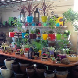 Down 2 Earth Garden Centre - Indoor plants, trees and decor