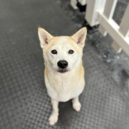 Misa looks so pretty after her wash. Treats helped! Misa looks so pretty after her wash. Treats helped!