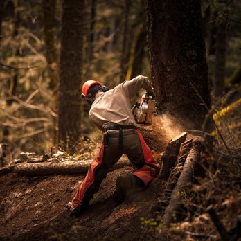 Phil Snell's Tree Service - Tree Service Oregon City, Tree Removal Oregon City, Tree Trimming Oregon City, Tree Pruning Oregon City, philsnellstreservice.com - Tree Services Near Me - Oregon City, Oregon Phil Snell's Tree Service - Tree Service Oregon City, Tree Removal Oregon City, Tree Trimming Oregon City, Tree Pruning Oregon City, philsnellstreservice.com - Tree Services Near Me - Oregon City, Oregon