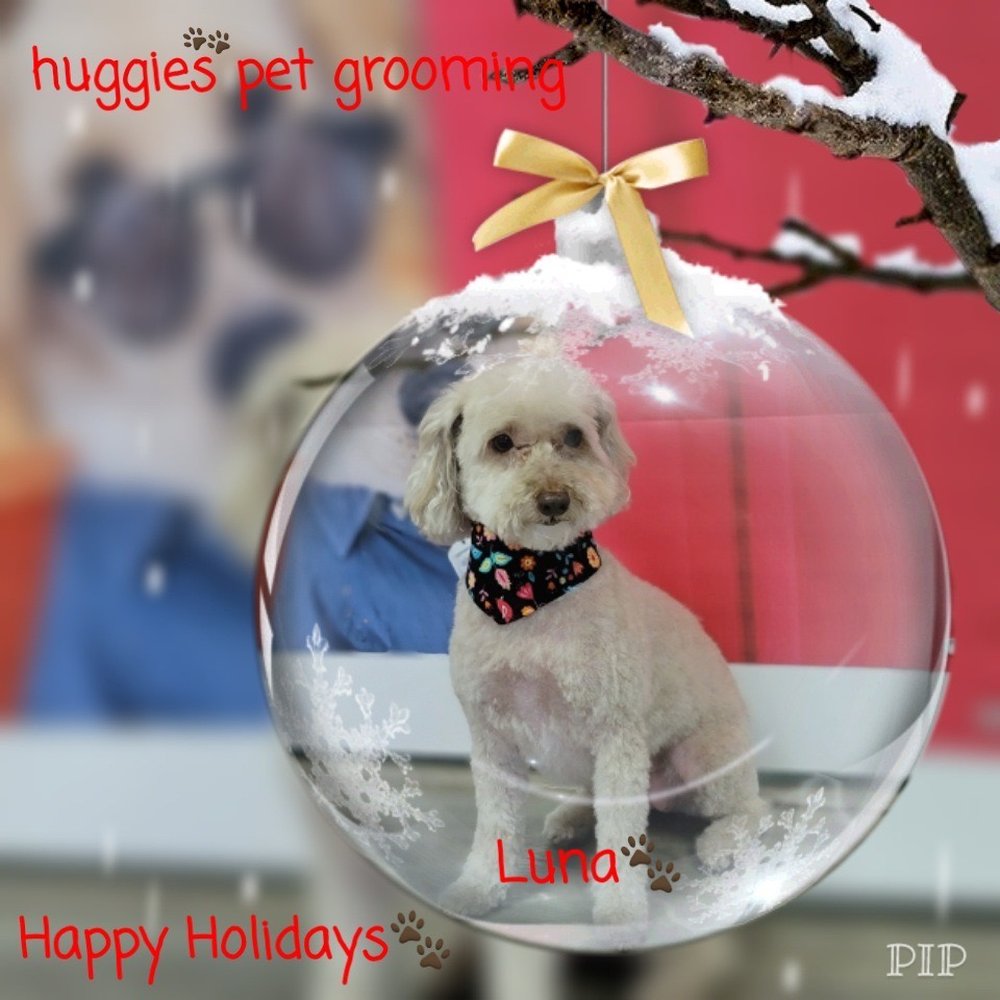 Huggies Pet Grooming - My beautiful girl Luna - Pet Groomers Near Me - Hollywood, Florida