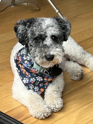 Cascade Pet Hospital