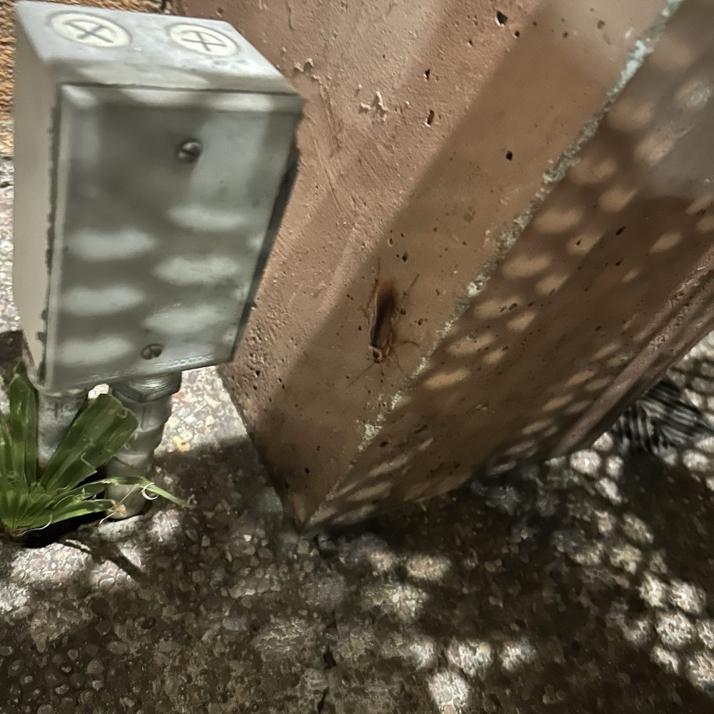 Roaches Roaches