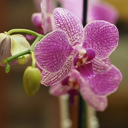 Orchid OBGYN: Gladys Dupuy, DO - Orchid OBGYN: Gladys Dupuy, DO is a OB/GYN serving Miramar, FL