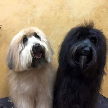 Metro Pet Salon - Pet Groomers Near Me - Sarasota, Florida Metro Pet Salon - Pet Groomers Near Me - Sarasota, Florida