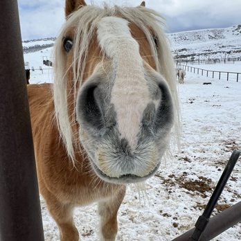 Saddleback Ranch - Meet Tank! - Tubing Near Me - Steamboat Springs, Colorado