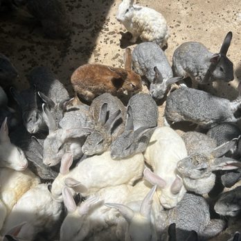 Zoologico De Vallarta - Too many bunnies - Zoos Near Me - Boca de Mixmaloya, JAL