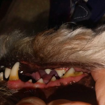 Healing Wise Holistic Veterinary Care - Todd before - Holistic Animal Care Near Me - Phoenix, Arizona