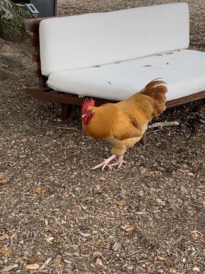 Cloudland Vineyards and Winery by null