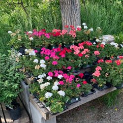 The Bee Garden Center - Gorgeous flowers, just a few of many available