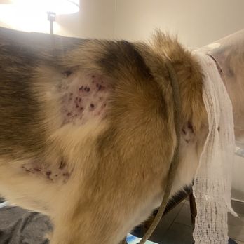 Darla's Dog Wash - Post examination of infection - Pet Groomers Near Me - Los Angeles, California