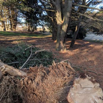 Tree Guys Tree Service - You can see they left the rest of debris on my neighbors property. I will have to pay someone else to move it. - Tree Services Near Me - Glen Mills, Pennsylvania Tree Guys Tree Service - You can see they left the rest of debris on my neighbors property. I will have to pay someone else to move it. - Tree Services Near Me - Glen Mills, Pennsylvania