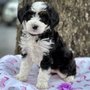 Fox Creek Farm Goldendoodles & Bernedoodles