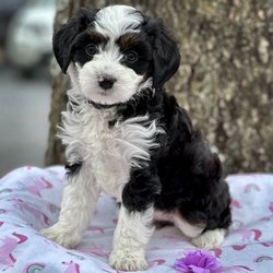 Fox Creek Farm Goldendoodles & Bernedoodles - Bernedoodle puppy