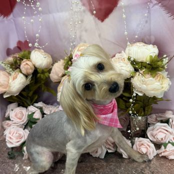 My Best Friend Dog Spa - How did she get her to tilt like that? - Pet Groomers Near Me - Honolulu, Hawaii My Best Friend Dog Spa - How did she get her to tilt like that? - Pet Groomers Near Me - Honolulu, Hawaii