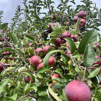 Beak & Skiff Apple Orchards - Distilleries Near Me - Lafayette, New York Beak & Skiff Apple Orchards - Distilleries Near Me - Lafayette, New York