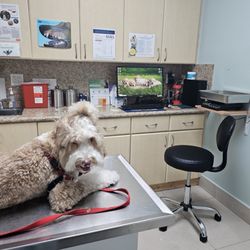 Carballo Animal Clinic - Inside the examination room