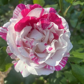 Central Park - Rose - Parks Near Me - San Mateo, California