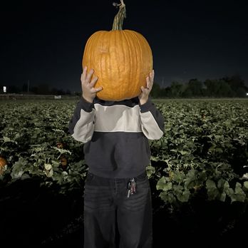 Petaluma Pumpkin Patch And Amazing Corn Maze - Pumpkin Patches Near Me - Petaluma, California Petaluma Pumpkin Patch And Amazing Corn Maze - Pumpkin Patches Near Me - Petaluma, California