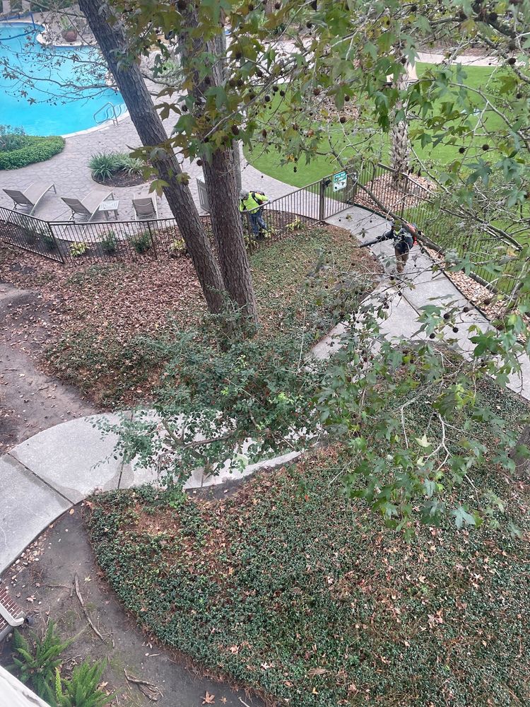 HARBOR COVE APARTMENTS IN KINGWOOD Updated September 2024 66 Photos